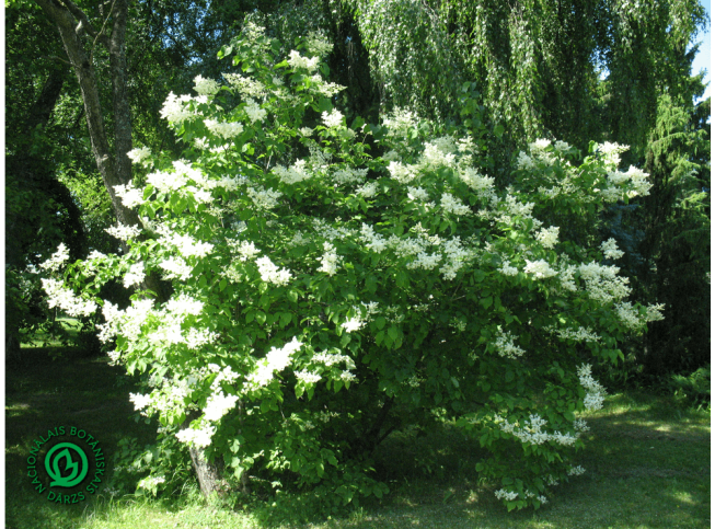 Syringa amurensis